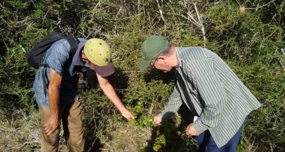 Estudiantes de la UCLV investigan la flora en la zona de las Sabanas de Santa Clara