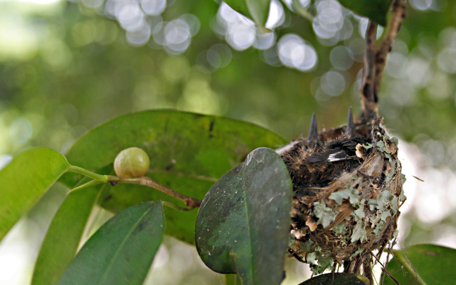 Naturaleza UCLV